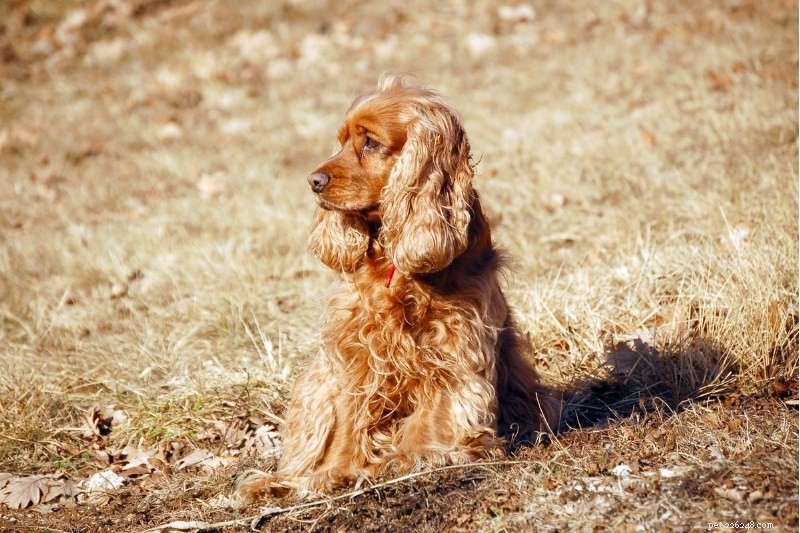 Discover Every Cocker Spaniel Color: A Comprehensive Guide
