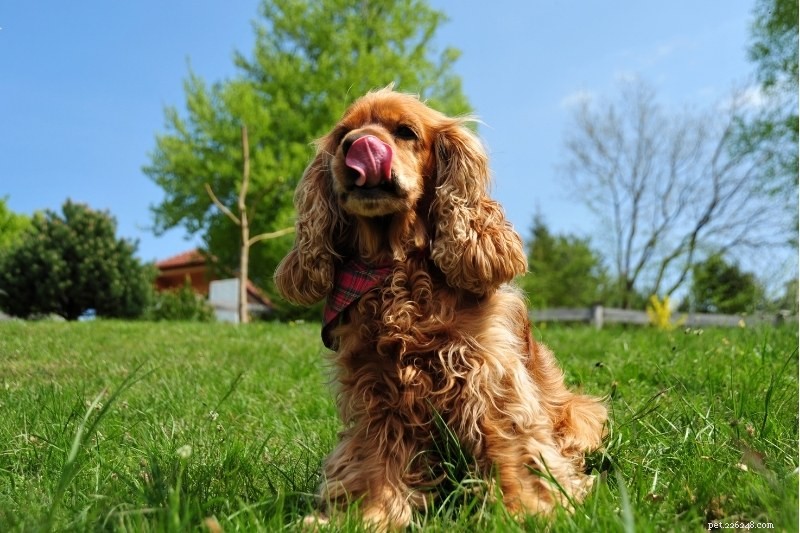 Discover Every Cocker Spaniel Color: A Comprehensive Guide