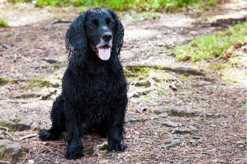 Discover Every Cocker Spaniel Color: A Comprehensive Guide