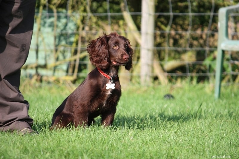 Discover Every Cocker Spaniel Color: A Comprehensive Guide