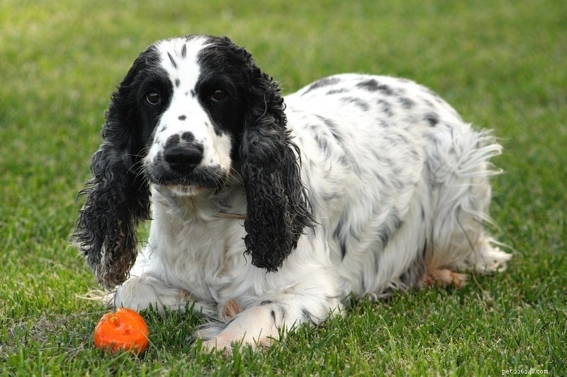 Discover Every Cocker Spaniel Color: A Comprehensive Guide
