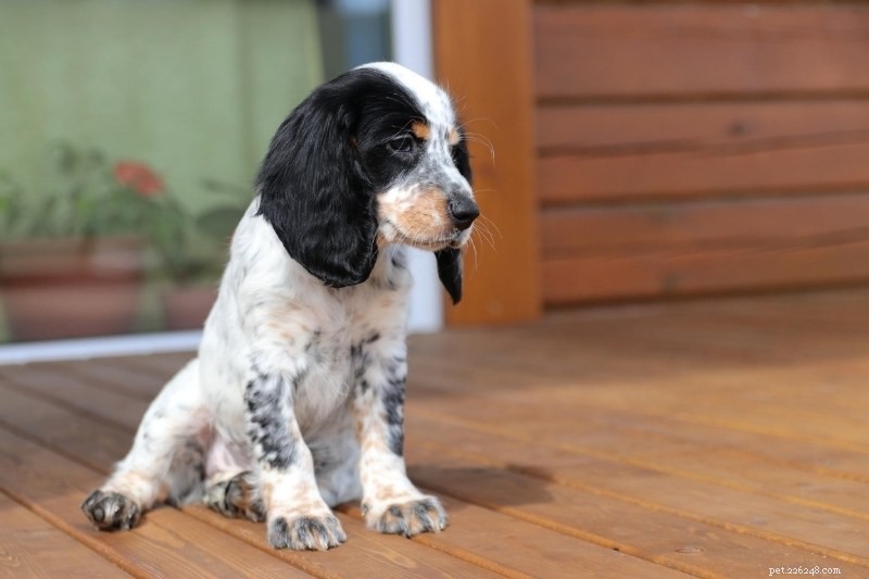 Discover Every Cocker Spaniel Color: A Comprehensive Guide