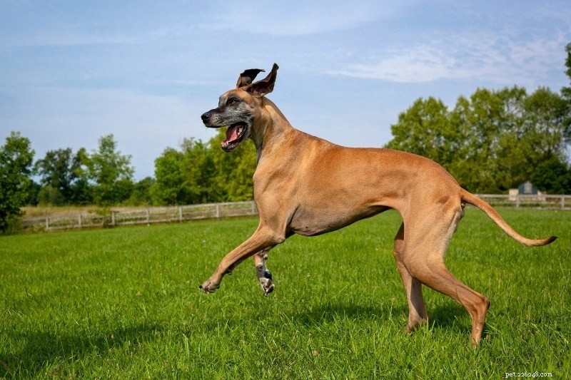 15 Brown Dog Breeds to Love – Complete Guide with Photos