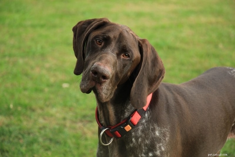 15 Brown Dog Breeds to Love – Complete Guide with Photos