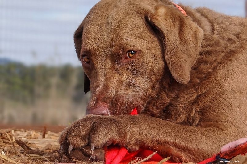 15 Brown Dog Breeds to Love – Complete Guide with Photos