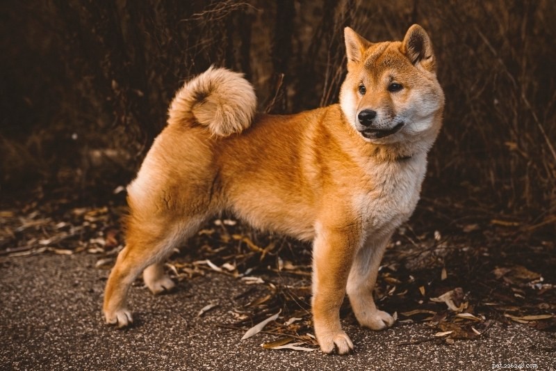 15 Brown Dog Breeds to Love – Complete Guide with Photos