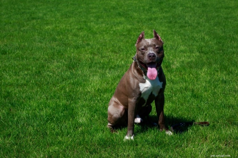 15 Brown Dog Breeds to Love – Complete Guide with Photos