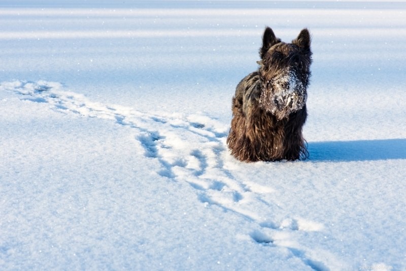 15 Brown Dog Breeds to Love – Complete Guide with Photos