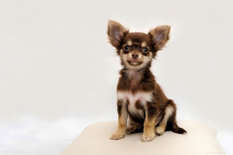 15 Brown Dog Breeds to Love – Complete Guide with Photos