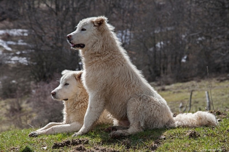 Top 5 Dog Breeds That Resemble the Great Pyrenees