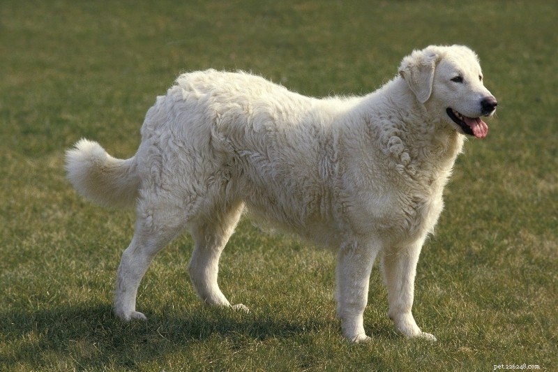 Top 5 Dog Breeds That Resemble the Great Pyrenees
