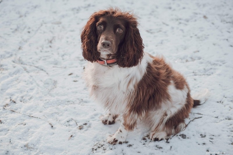 15 Brown & White Dog Breeds You’ll Love – With Photos