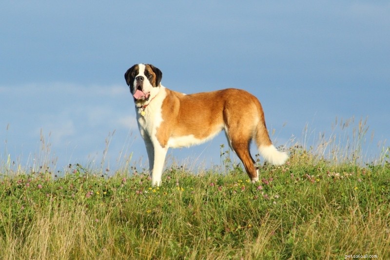 15 Brown & White Dog Breeds You’ll Love – With Photos