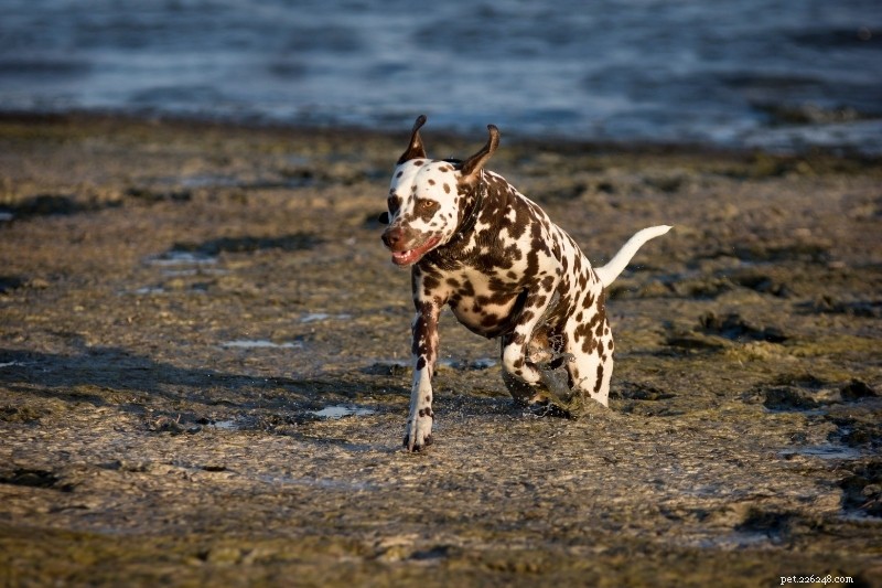 15 Brown & White Dog Breeds You’ll Love – With Photos