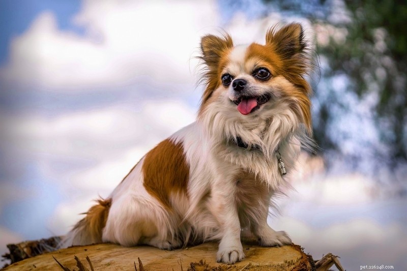 15 Brown & White Dog Breeds You’ll Love – With Photos