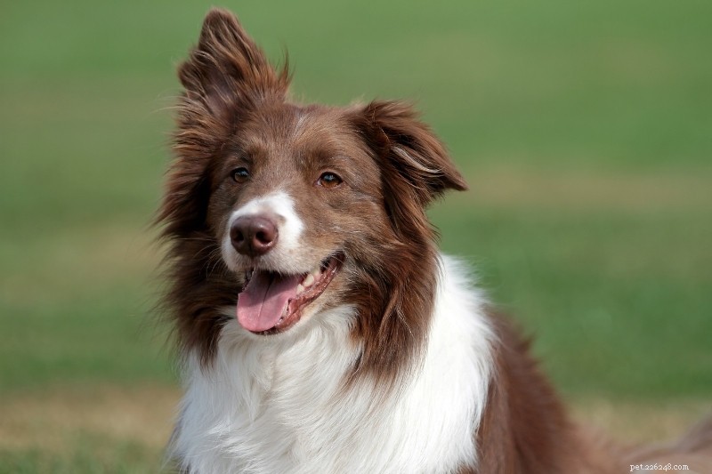 15 Brown & White Dog Breeds You’ll Love – With Photos