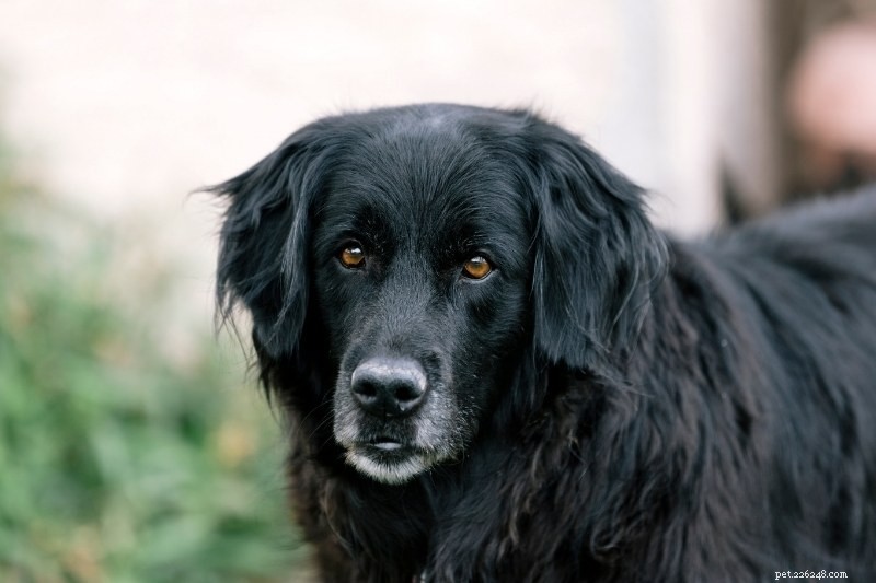 Flat‑Coated Retriever vs Golden Retriever: Key Differences Every Owner Should Know