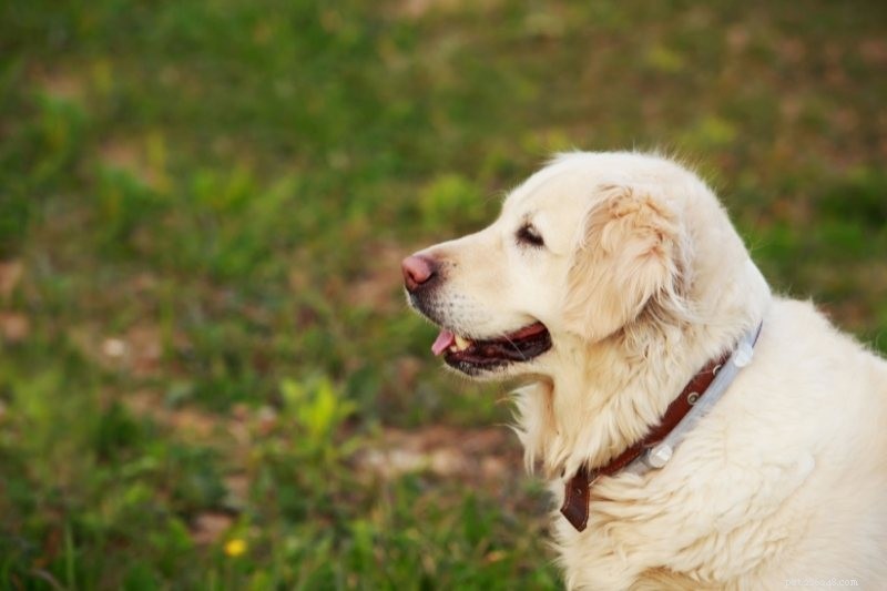 Flat‑Coated Retriever vs Golden Retriever: Key Differences Every Owner Should Know