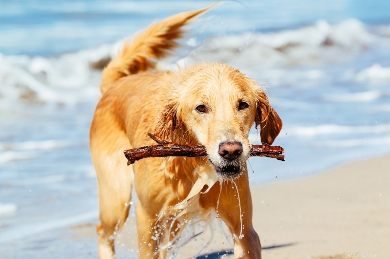 Flat‑Coated Retriever vs Golden Retriever: Key Differences Every Owner Should Know