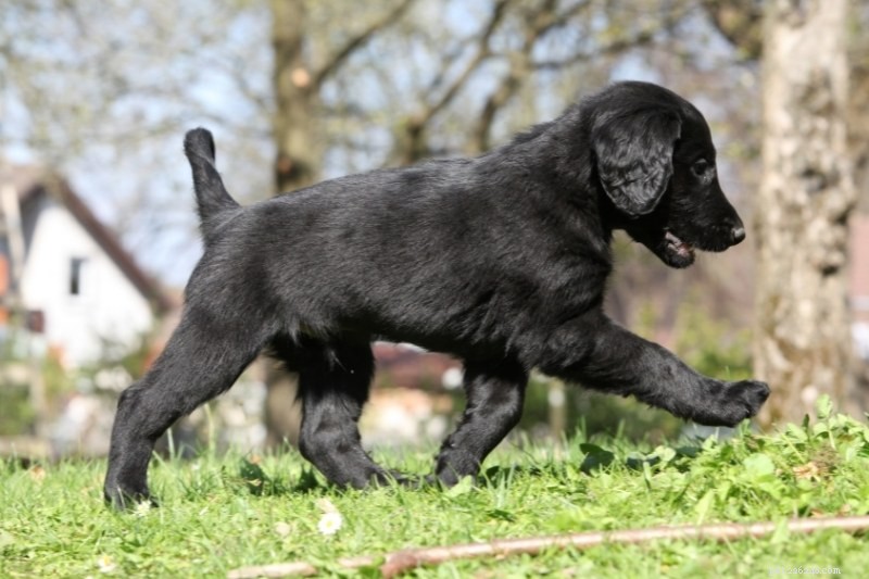 Flat‑Coated Retriever vs Golden Retriever: Key Differences Every Owner Should Know