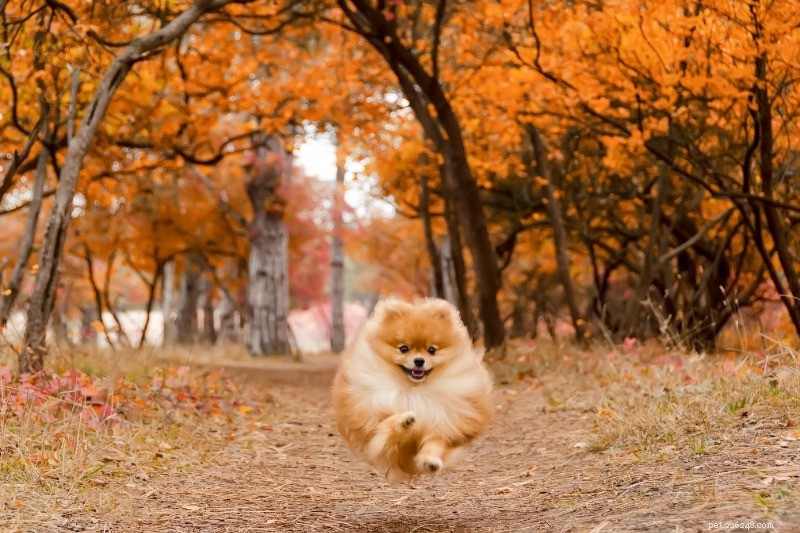 10 Best Small Dogs for Hiking: Compact Companions for Trail Adventures