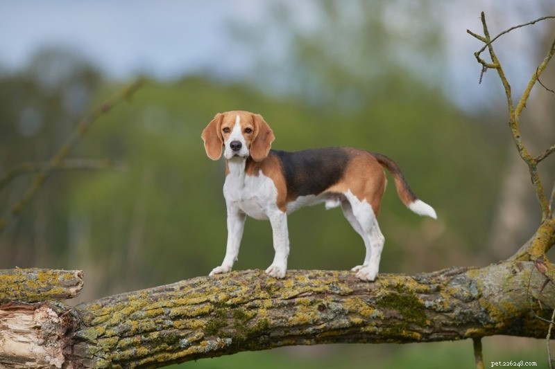 10 Best Small Dogs for Hiking: Compact Companions for Trail Adventures