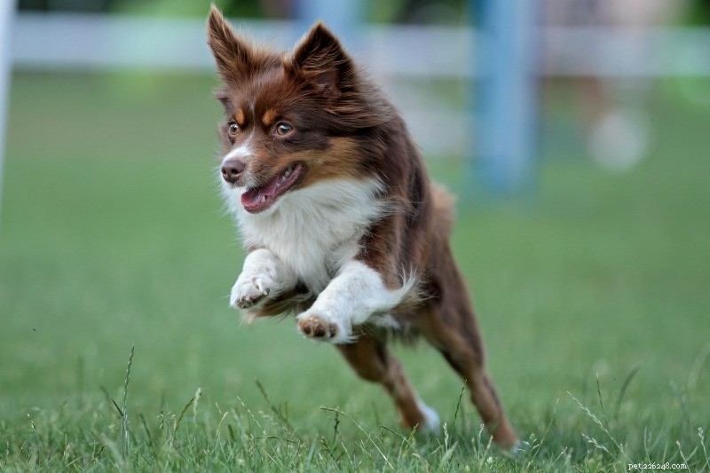 10 Best Small Dogs for Hiking: Compact Companions for Trail Adventures
