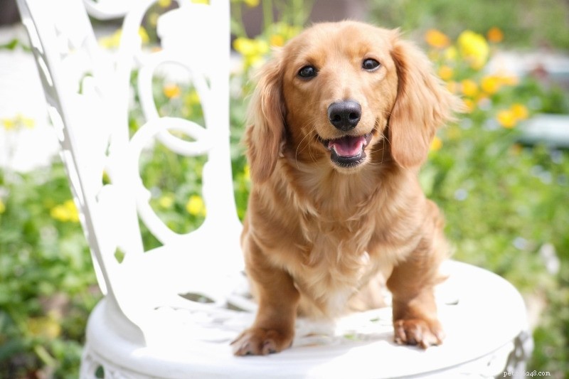 10 Best Small Dogs for Hiking: Compact Companions for Trail Adventures