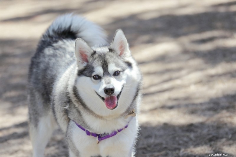 10 Best Small Dogs for Hiking: Compact Companions for Trail Adventures