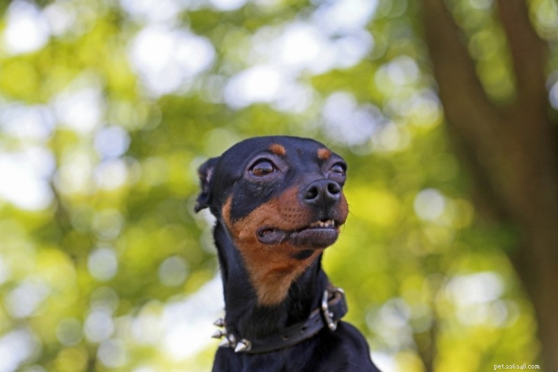 10 Best Small Dogs for Hiking: Compact Companions for Trail Adventures