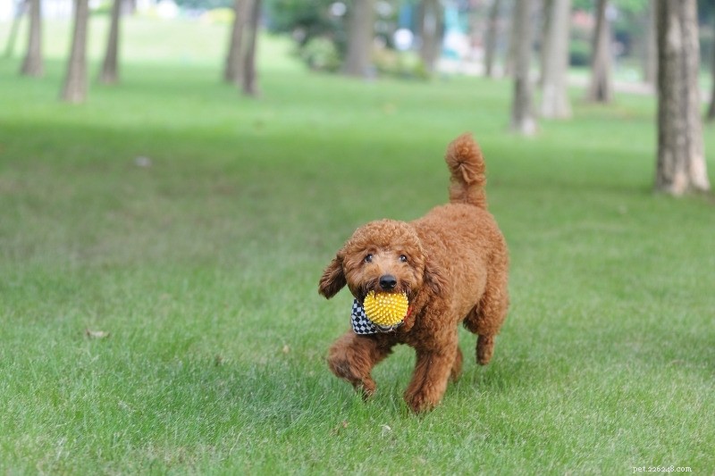 The Complete Guide to Poodle Coat Colors: Meaning, Origins, and Choosing the Right Shade
