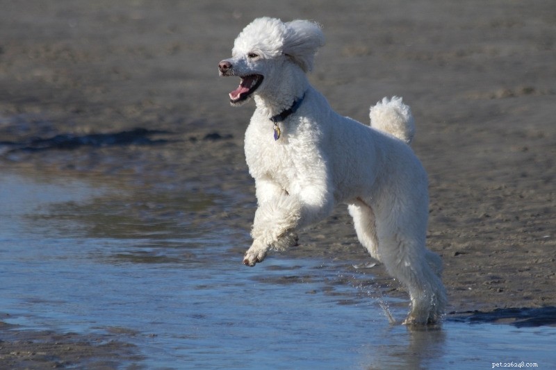 The Complete Guide to Poodle Coat Colors: Meaning, Origins, and Choosing the Right Shade
