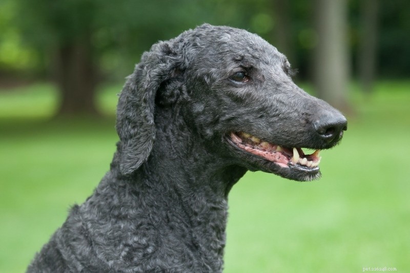 The Complete Guide to Poodle Coat Colors: Meaning, Origins, and Choosing the Right Shade