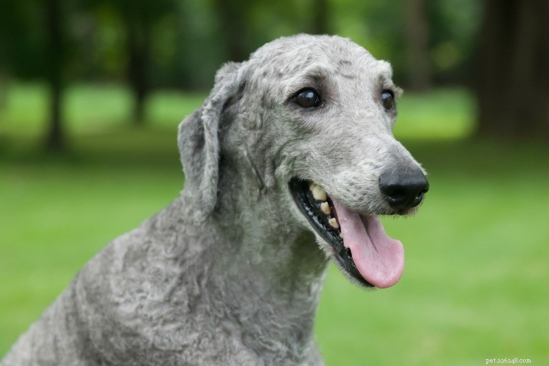 The Complete Guide to Poodle Coat Colors: Meaning, Origins, and Choosing the Right Shade