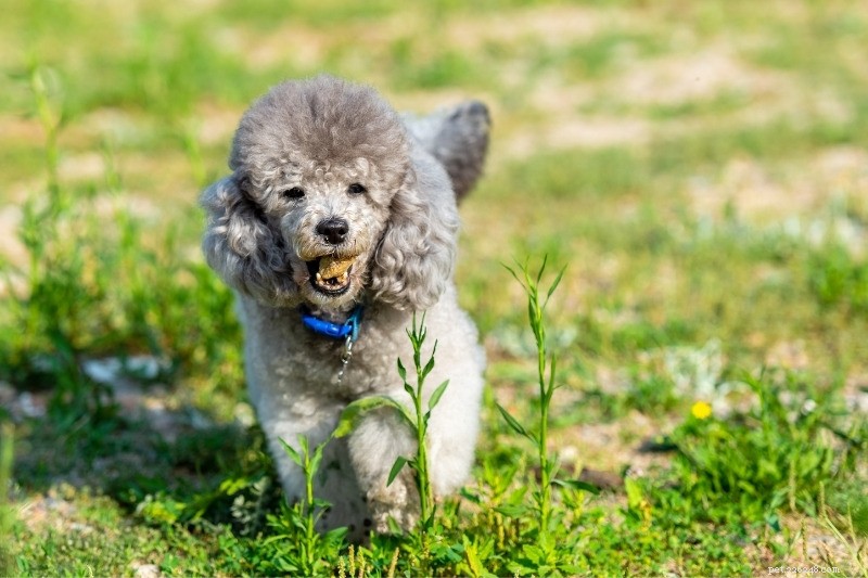 The Complete Guide to Poodle Coat Colors: Meaning, Origins, and Choosing the Right Shade