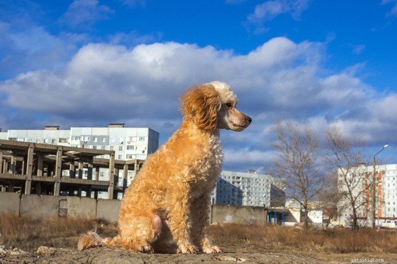 The Complete Guide to Poodle Coat Colors: Meaning, Origins, and Choosing the Right Shade