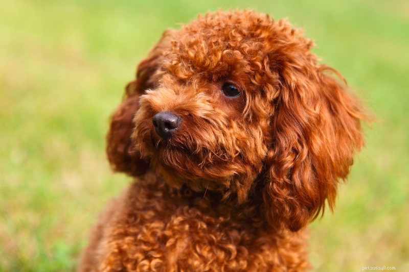 The Complete Guide to Poodle Coat Colors: Meaning, Origins, and Choosing the Right Shade