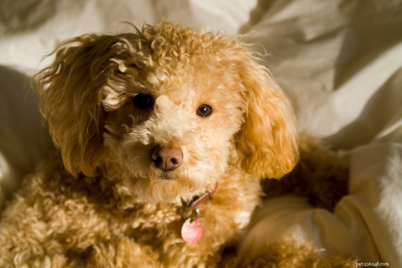 The Complete Guide to Poodle Coat Colors: Meaning, Origins, and Choosing the Right Shade