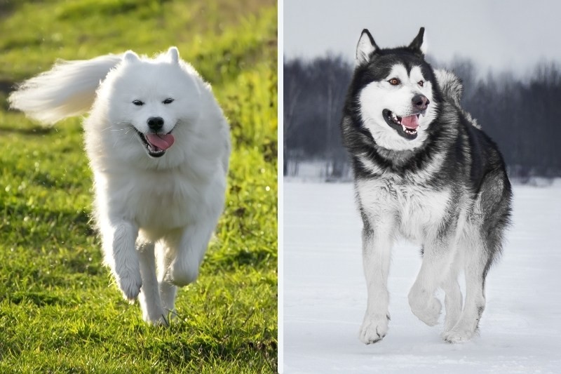 Samoyed vs. Alaskan Malamute: Key Differences Explained