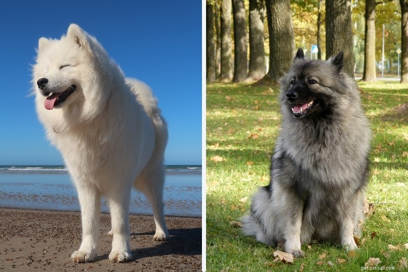 Samoyed vs Keeshond: How These Breeds Differ