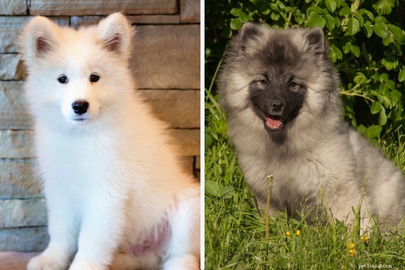 Samoyed vs Keeshond: How These Breeds Differ