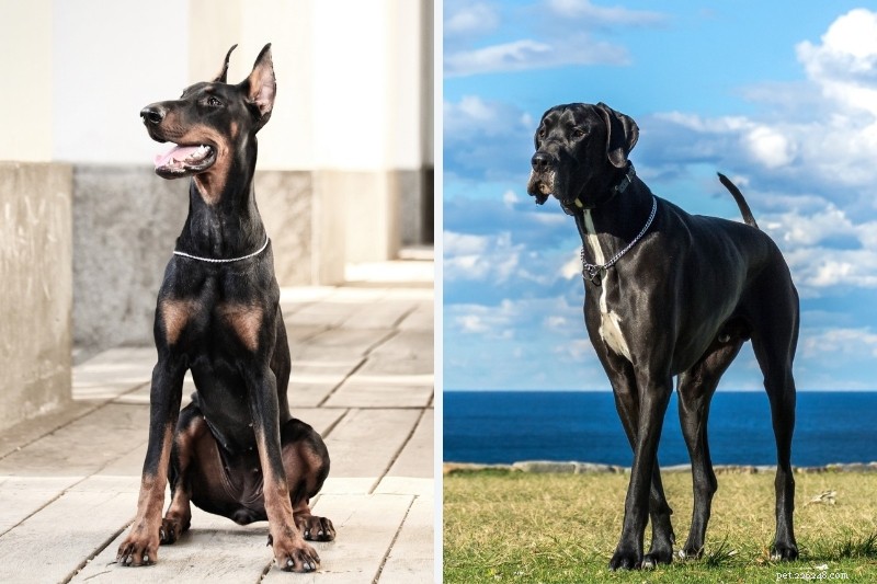 Doberman vs Great Dane: Key Differences in Size, Personality, and Care
