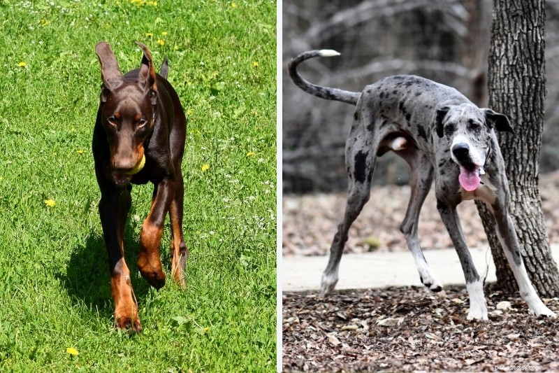Doberman vs Great Dane: Key Differences in Size, Personality, and Care