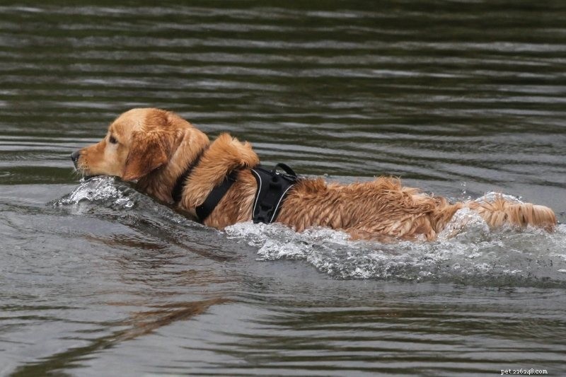 Top 15 Duck‑Hunting Dog Breeds for Energetic, Loyal Partners