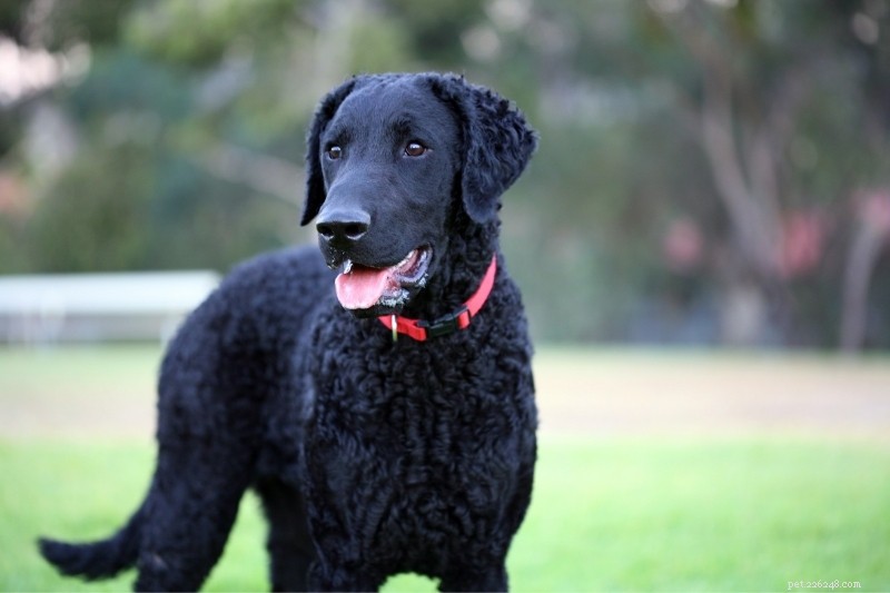 Top 15 Duck‑Hunting Dog Breeds for Energetic, Loyal Partners