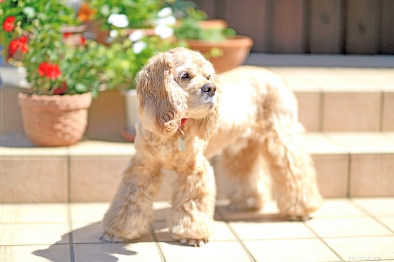 Top 15 Duck‑Hunting Dog Breeds for Energetic, Loyal Partners