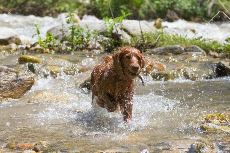 Top 15 Duck‑Hunting Dog Breeds for Energetic, Loyal Partners