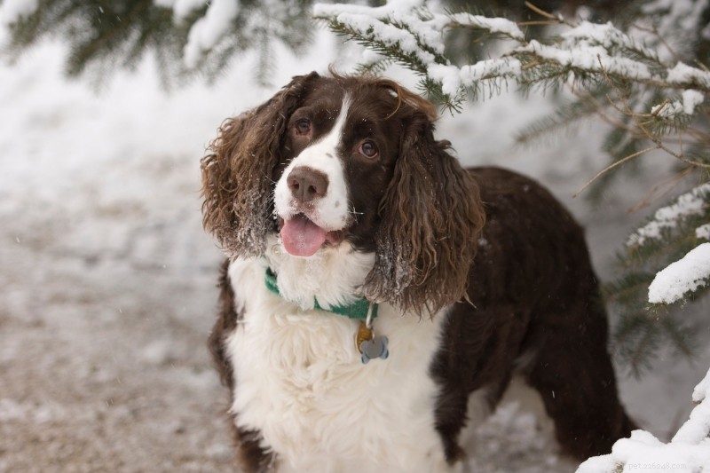 Top 15 Duck‑Hunting Dog Breeds for Energetic, Loyal Partners