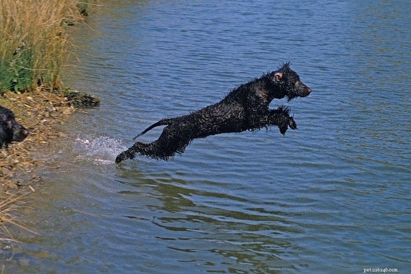 Top 15 Duck‑Hunting Dog Breeds for Energetic, Loyal Partners
