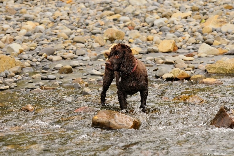 Top 15 Duck‑Hunting Dog Breeds for Energetic, Loyal Partners